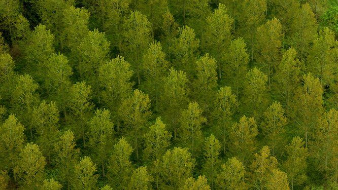 vue d'une forêt du ciel