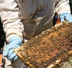 Apiculteurs au milieu des abeilles dans les jardins de l'Hotel de Région à Nantes